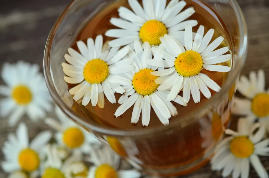 Chrysanthemum White Petals Yellow Center Floating Glass