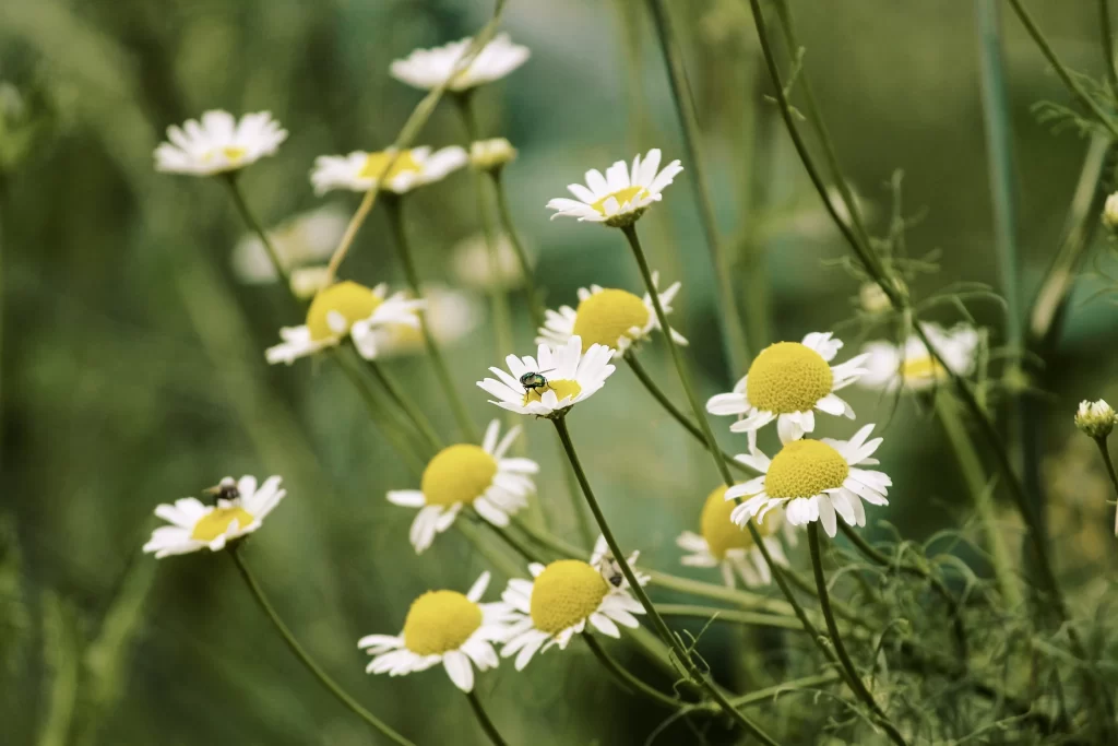 Chrysanthemum White Petals Yellow Center Green Stems