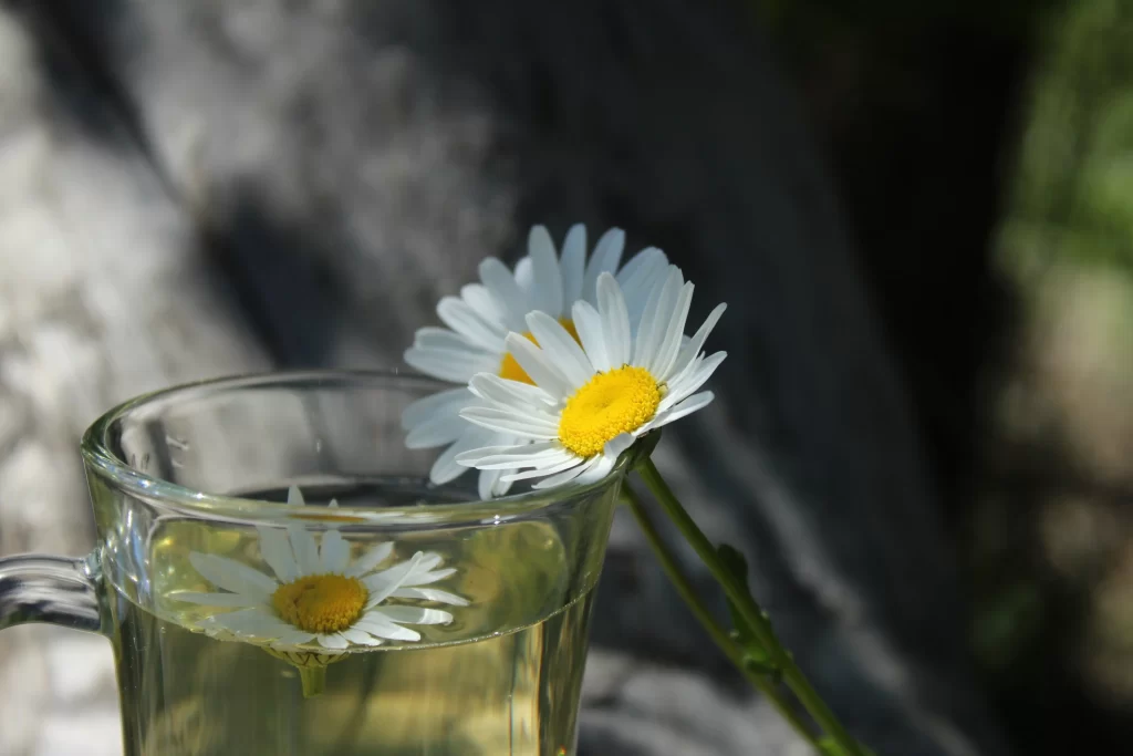 Chrysanthemum White Petals Yellow Center Glass Cup