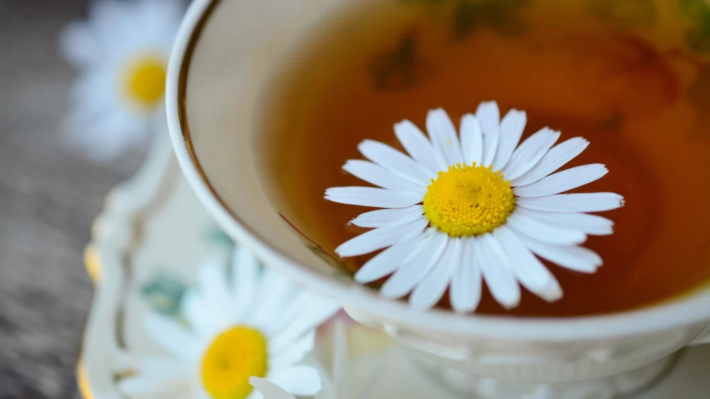Chrysanthemum White Petals Yellow Center Cup