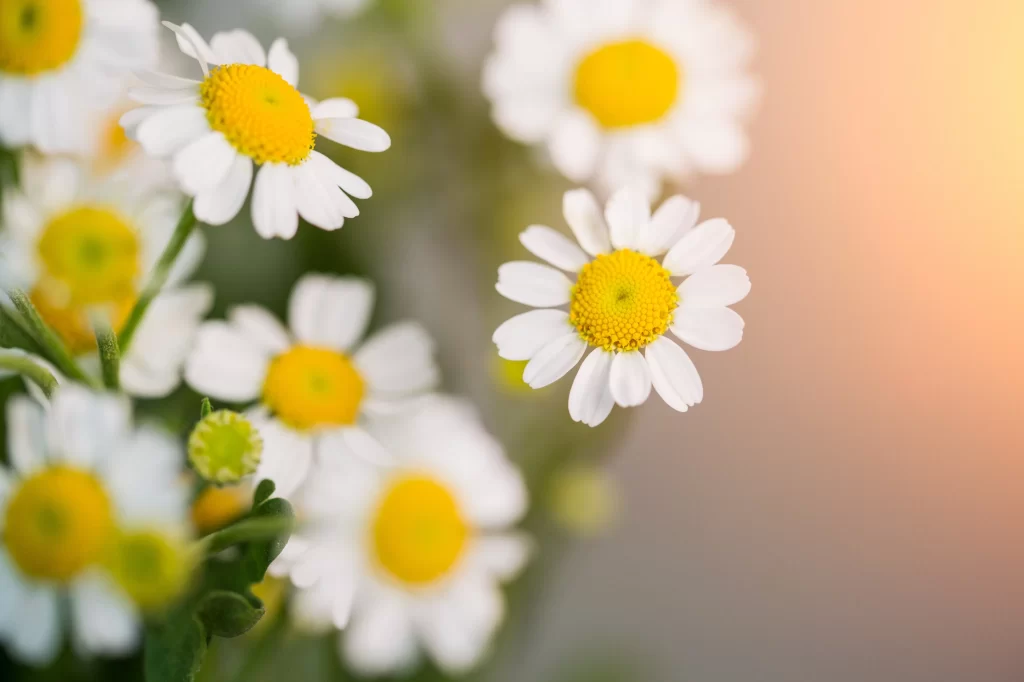 Chrysanthemum White Petals Yellow Center Sunlight