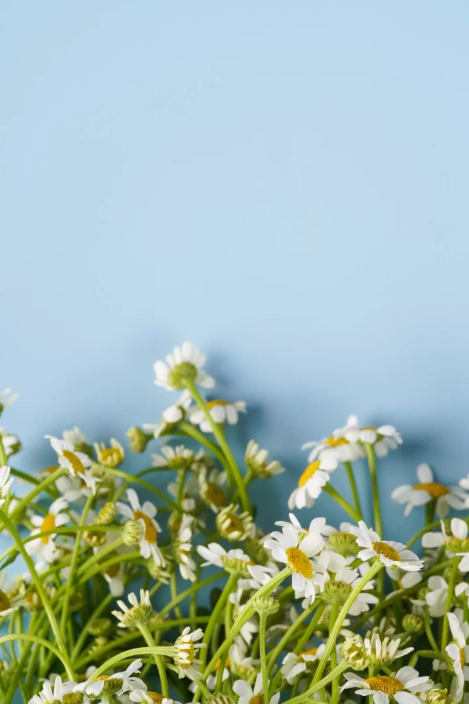 Chrysanthemum White Yellow Petals Green Stems Blue Background