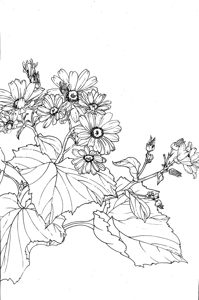 Cineraria Chinese Line Drawing Botanical Art
