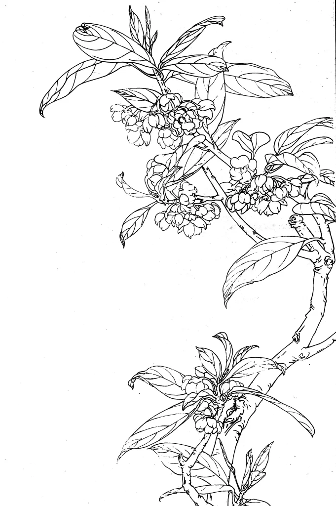 Cinnamon Flower Chinese Line Drawing Botanical Art