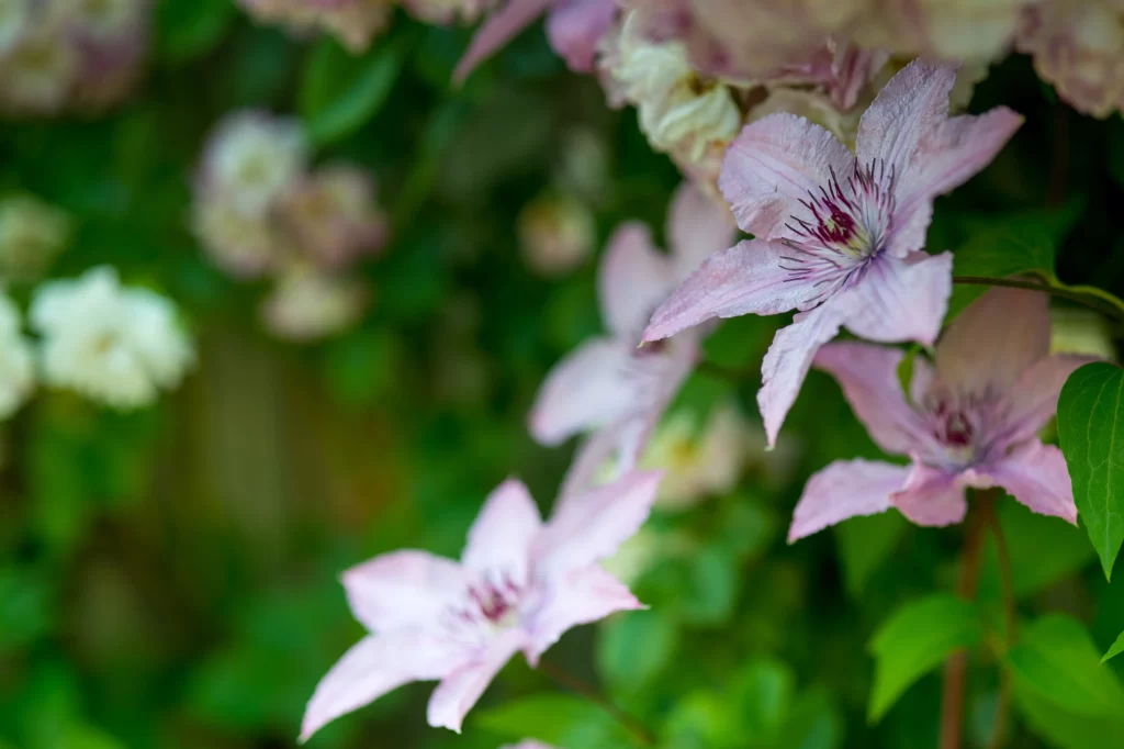 Clematis Pink Petals Green Leaves Blooming Garden