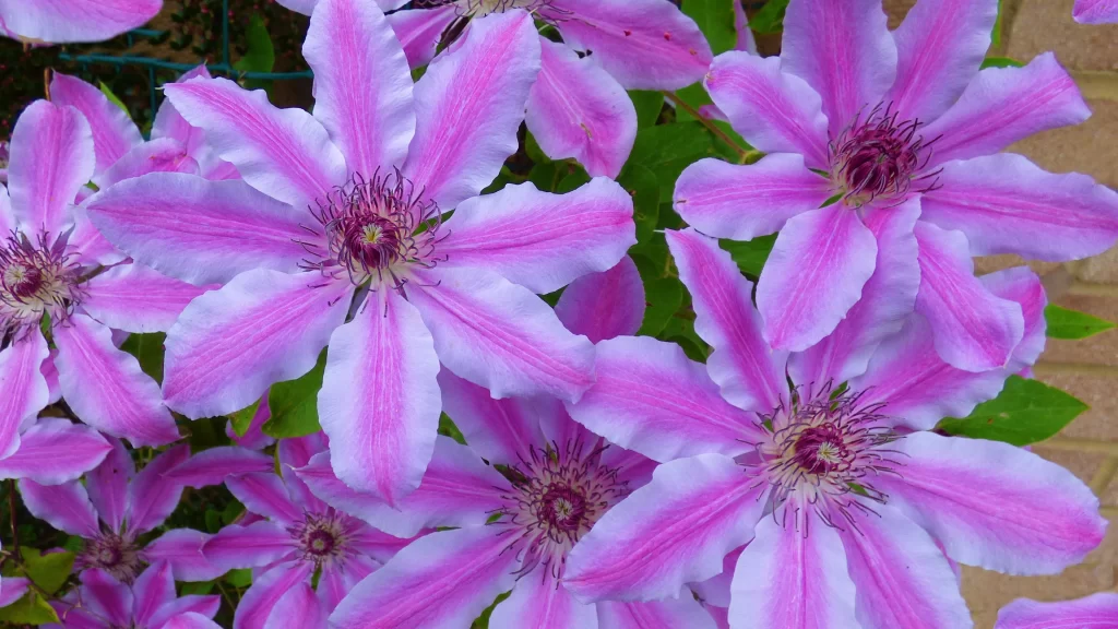Clematis Pink Purple Petal Bloom Garden