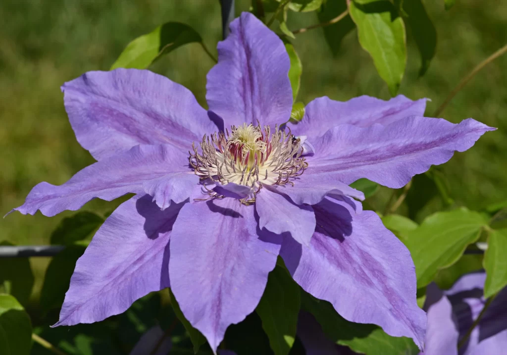 Clematis Purple Petal Green Leaf Sunlight