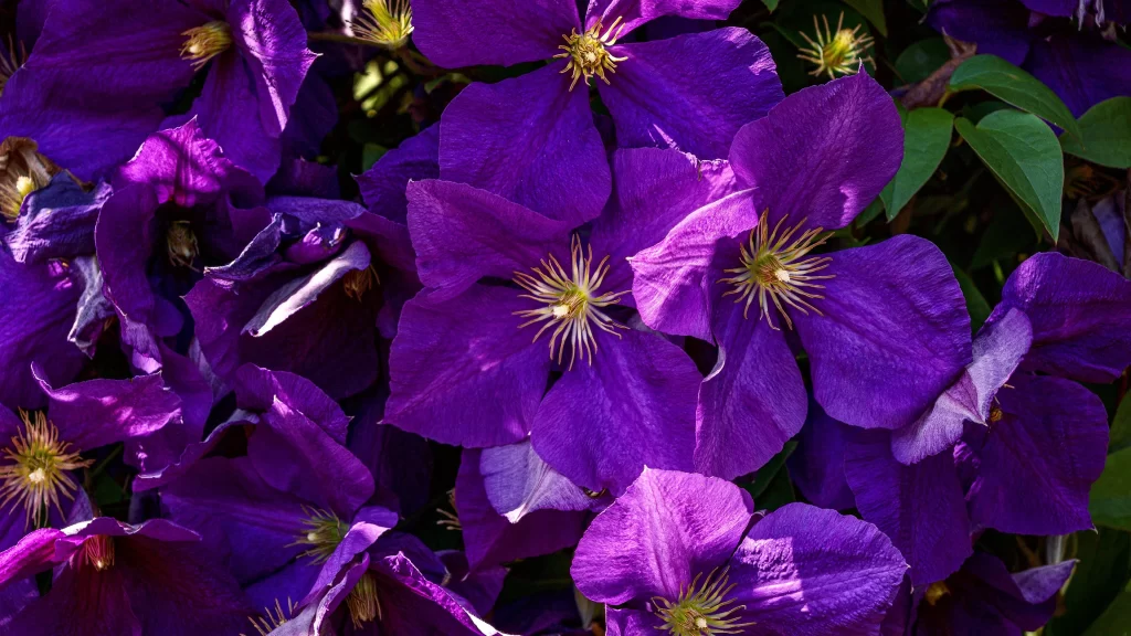 Clematis Purple Petal Green Leaf Bloom