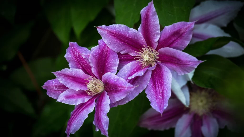 Clematis Purple Pink Petal Bloom Nature