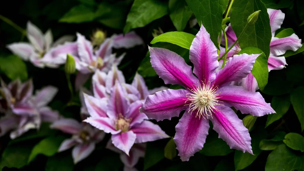 Clematis Purple Pink Petal Bloom Green Leaves