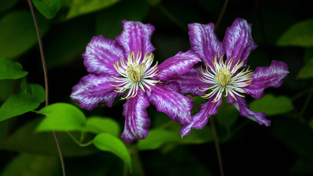 Clematis Purple White Petal Bloom Nature