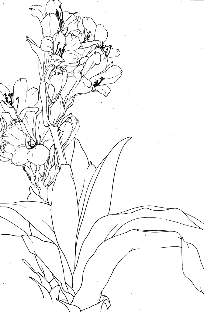 Clivia Chinese Line Drawing Botanical Art
