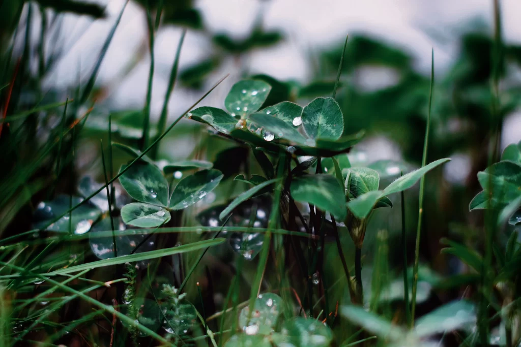 Clover Green Dewdrops Close Up Macro
