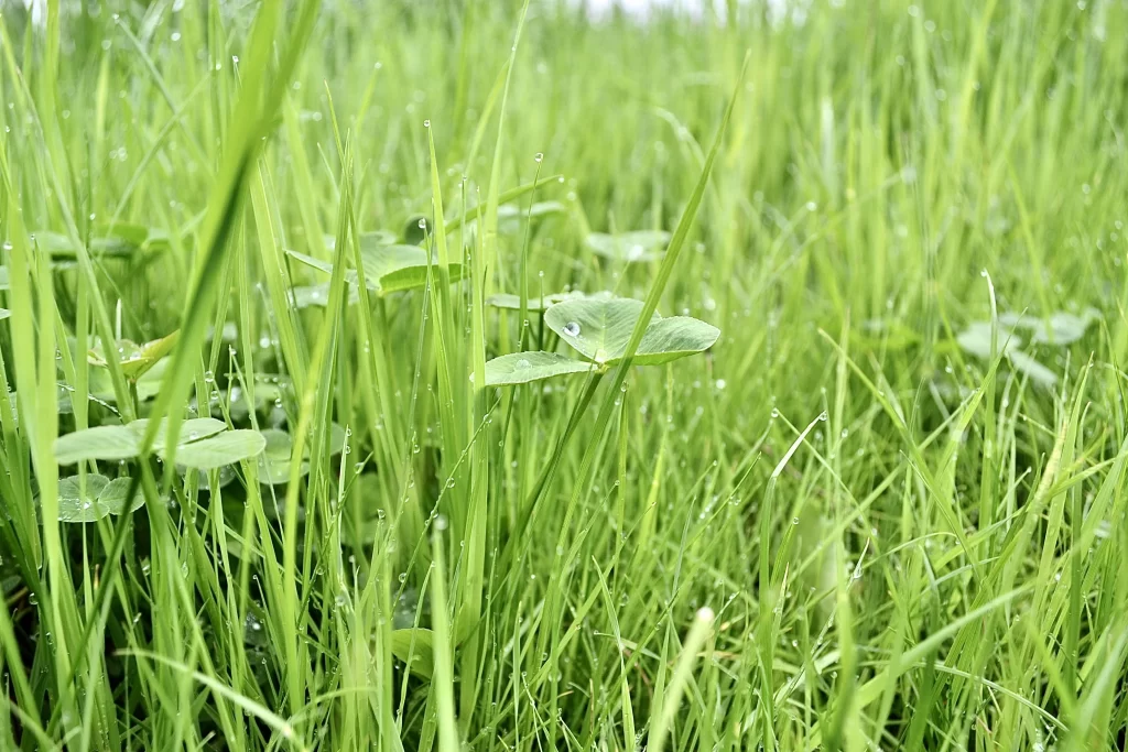 Clover Green Dewdrops Fresh Grass