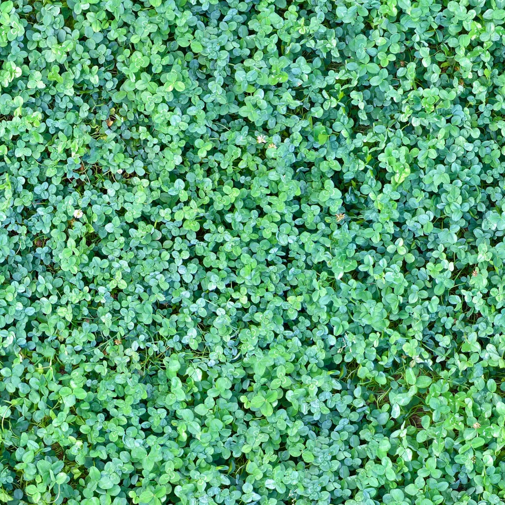 Clover Lawn Greenery Nature