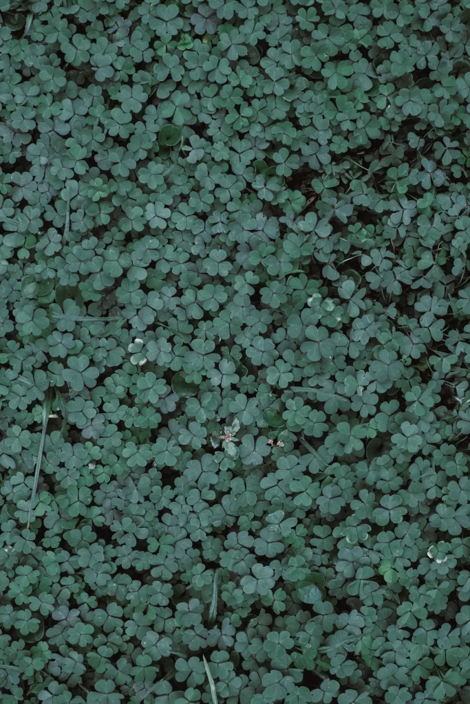 Clover Leaves Green Nature