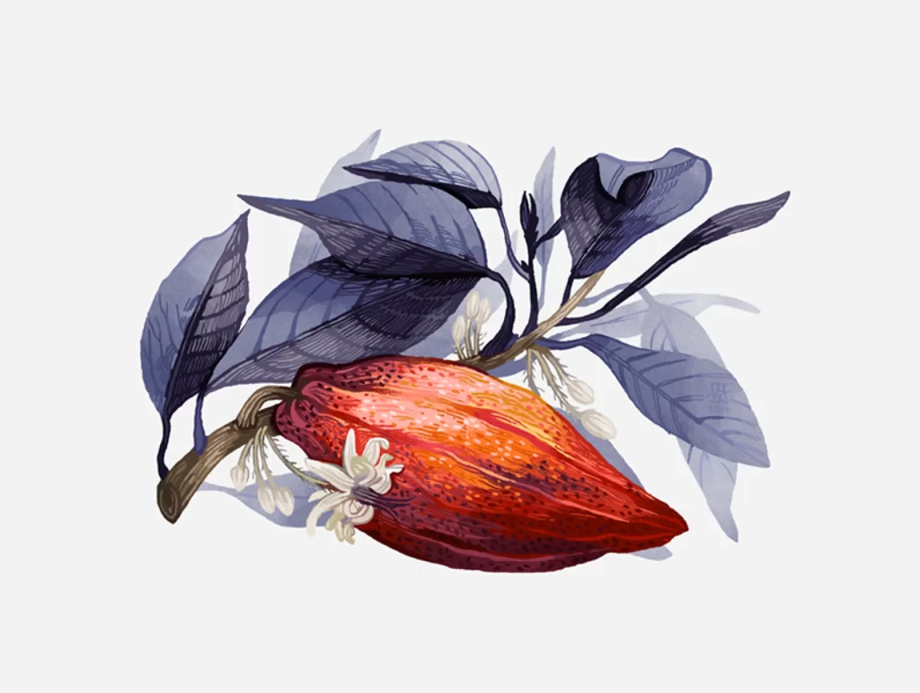 Cocoa Fruit Plant Leaves Flowers
