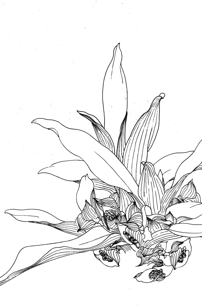 Coleus Chinese Line Drawing Botanical Art