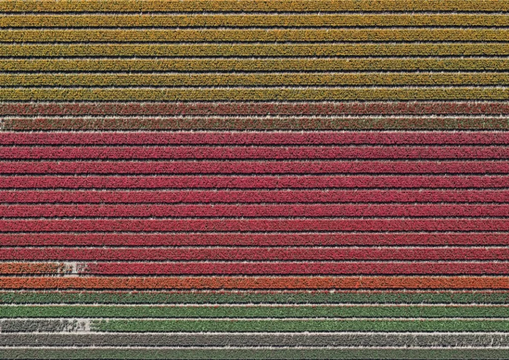 Colorful Fields Agricultural Landscape