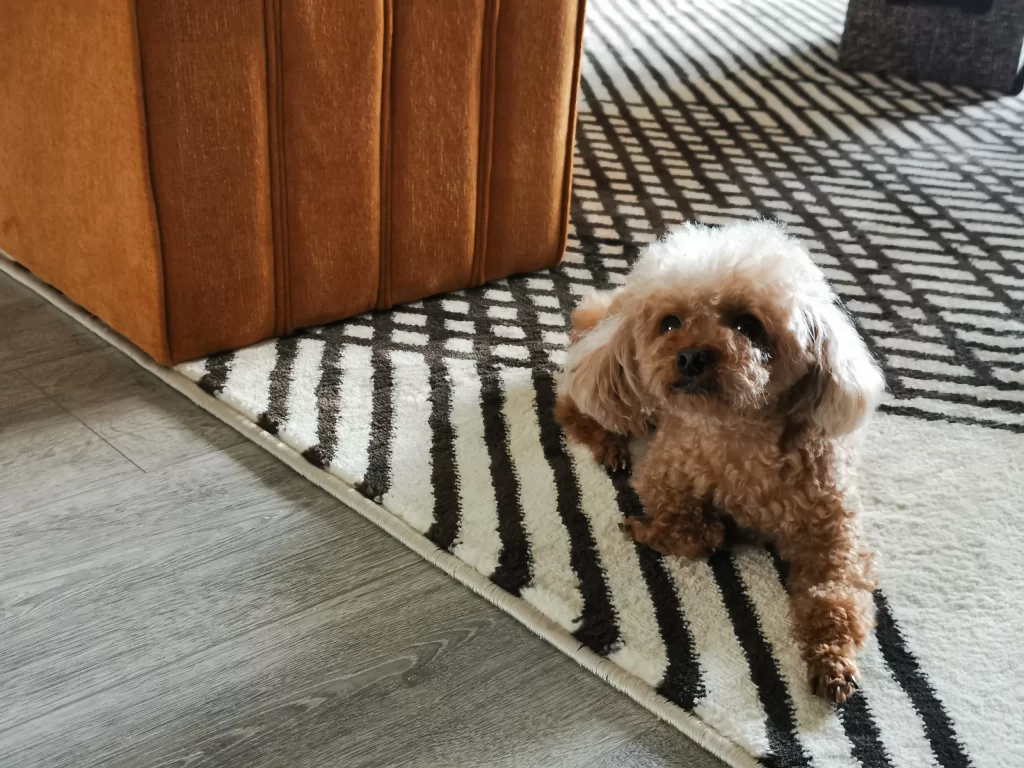 Contemporary Patterned Rug Neutral Tones Wooden Floor