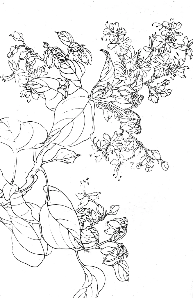 Coral Tree Chinese Line Drawing Botanical Art
