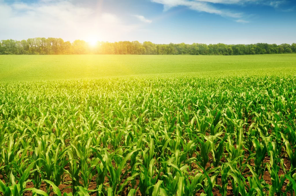 Corn Green Yellow Sunlight Field Sky