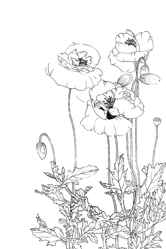 Corn Poppy Chinese Line Drawing Botanical Art