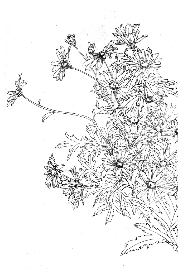 Cosmos Chinese Line Drawing Botanical Art