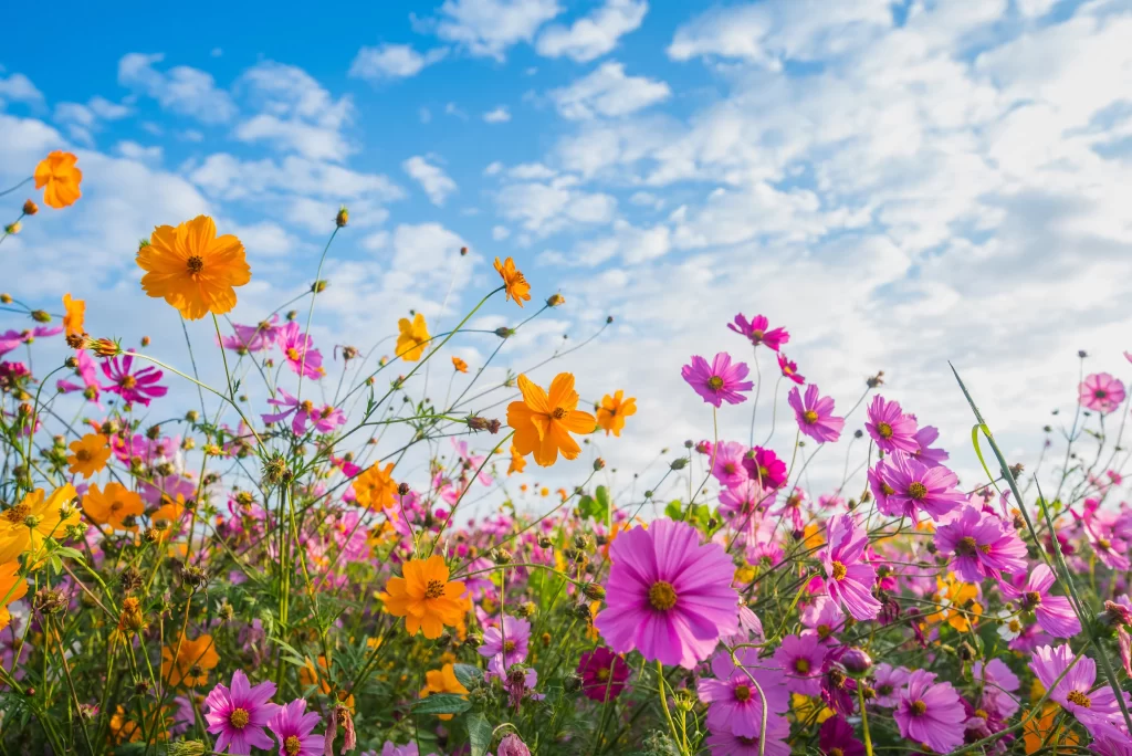 Cosmos Flower Orange Pink Blooming Garden