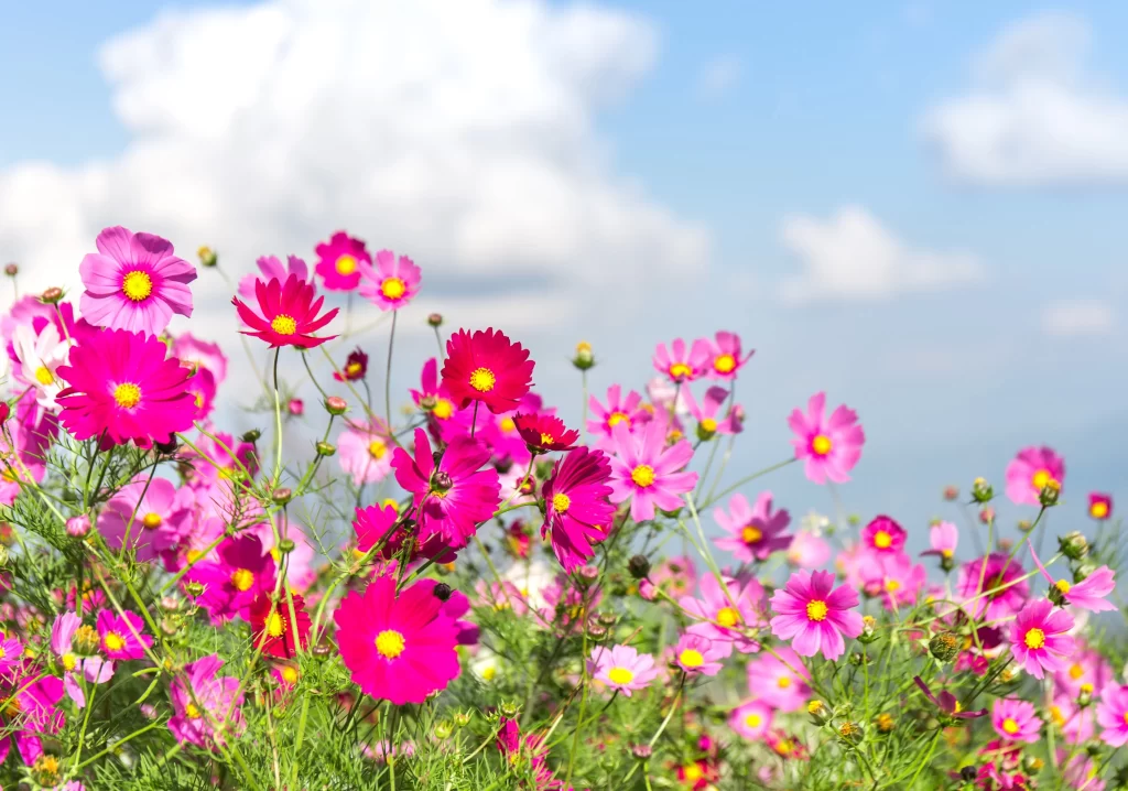 Cosmos Flower Pink Red Yellow Daisy Petals