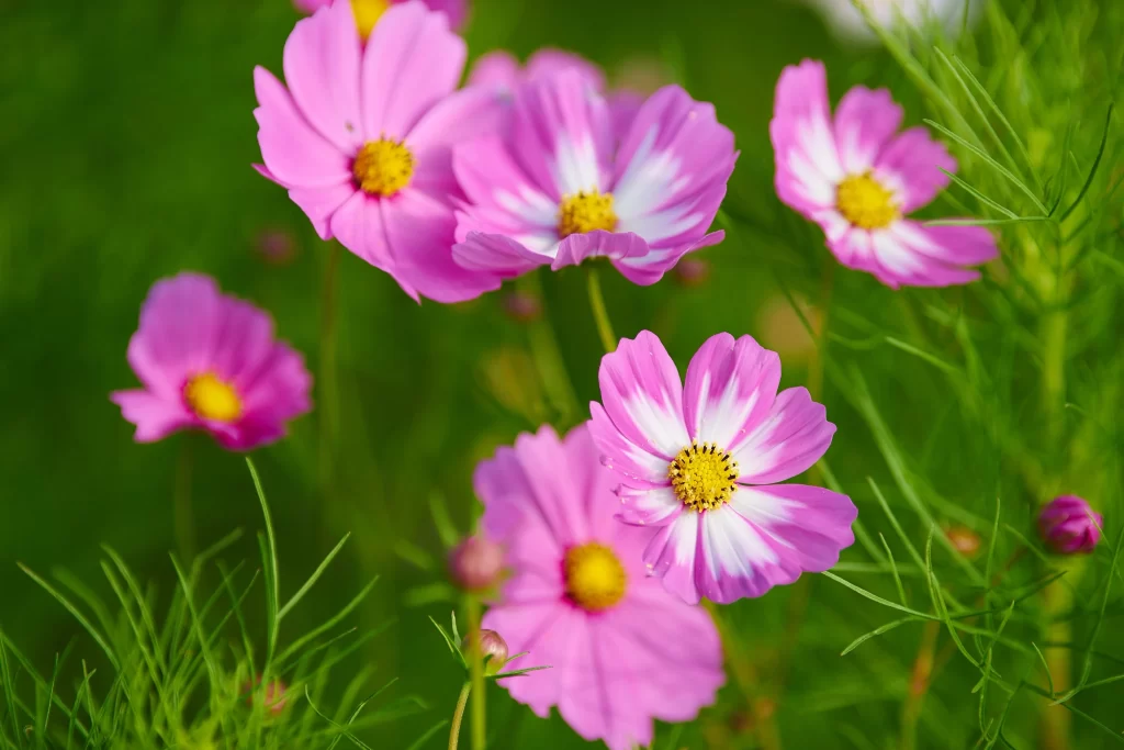Cosmos Flower Pink White Yellow Center Blooming Garden