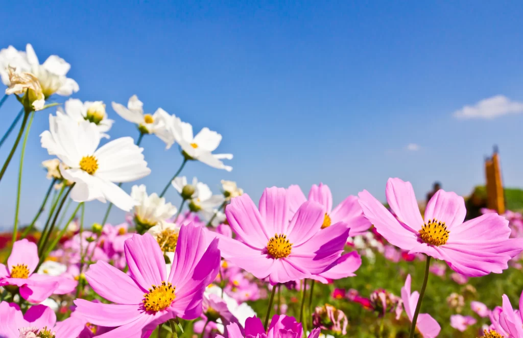 Cosmos Flower Pink White Yellow Center neutral Blooming
