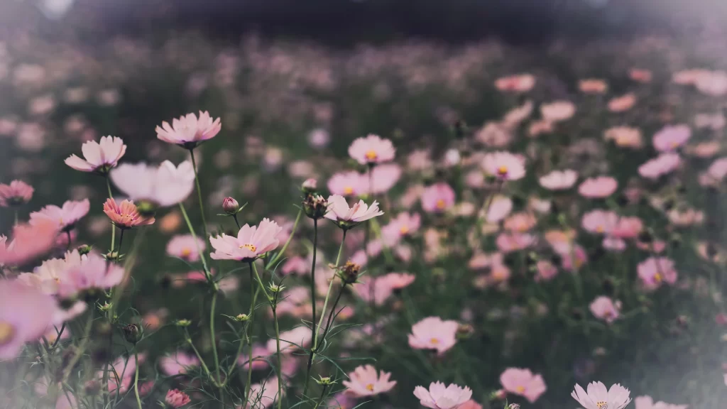Cosmos Flower Pink White Daisy Petals Blooming Garden