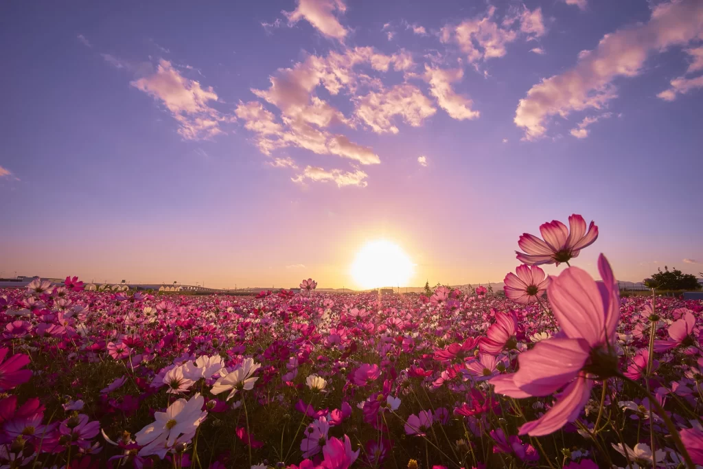 Cosmos Flower Pink White Petals Blooming Field