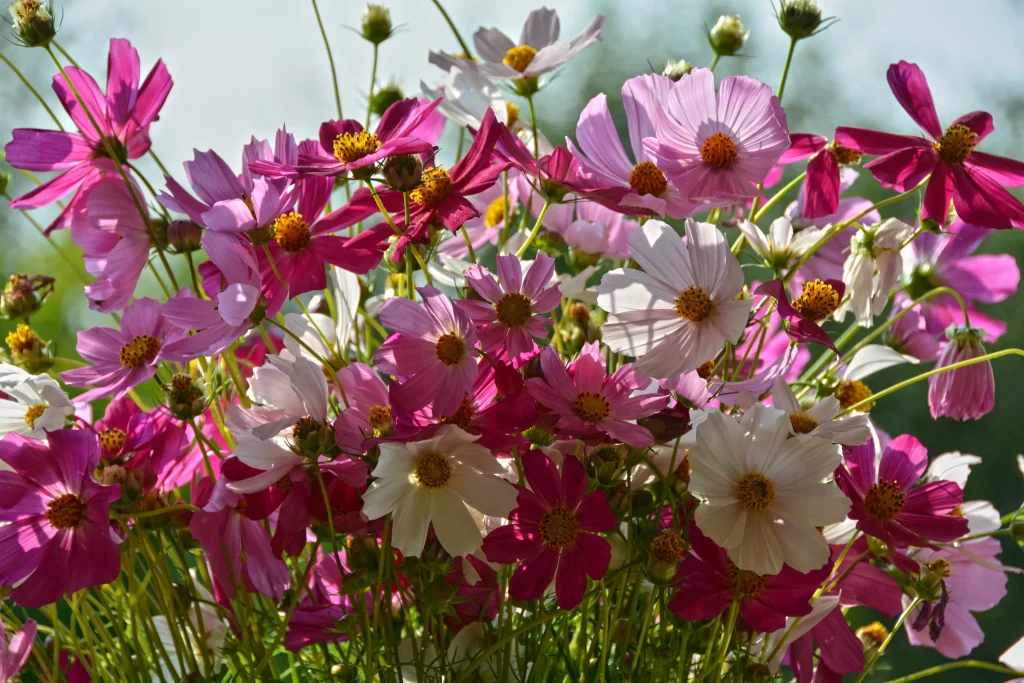 Cosmos Flower Pink White Yellow Center neutral Blooming