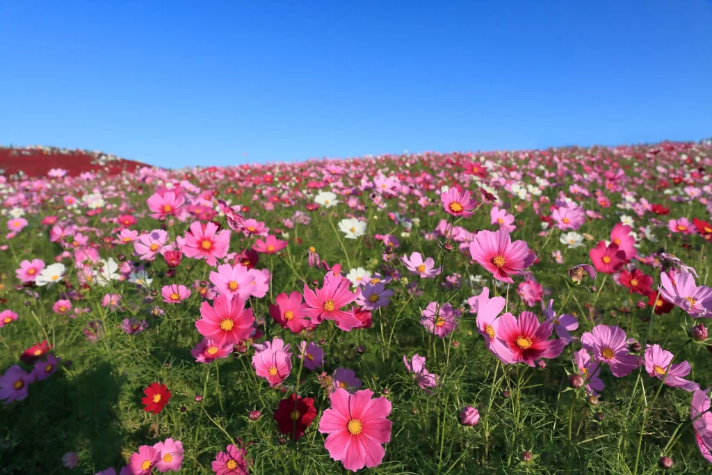 Cosmos Flower Pink White Yellow Blooming Garden