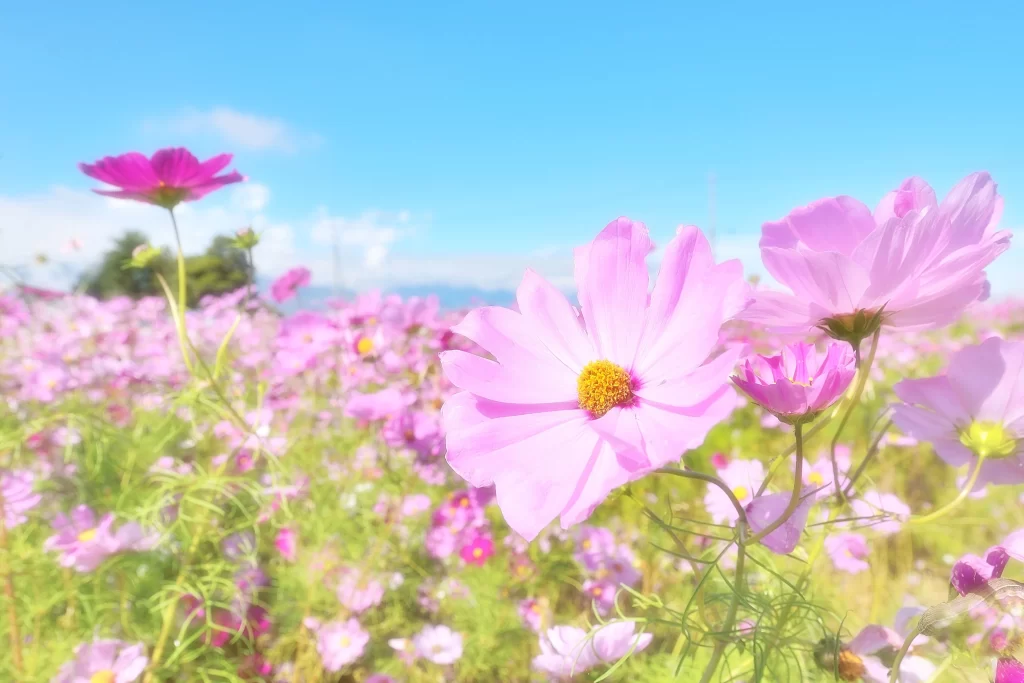 Cosmos Flower Pink Yellow Center Blooming Garden