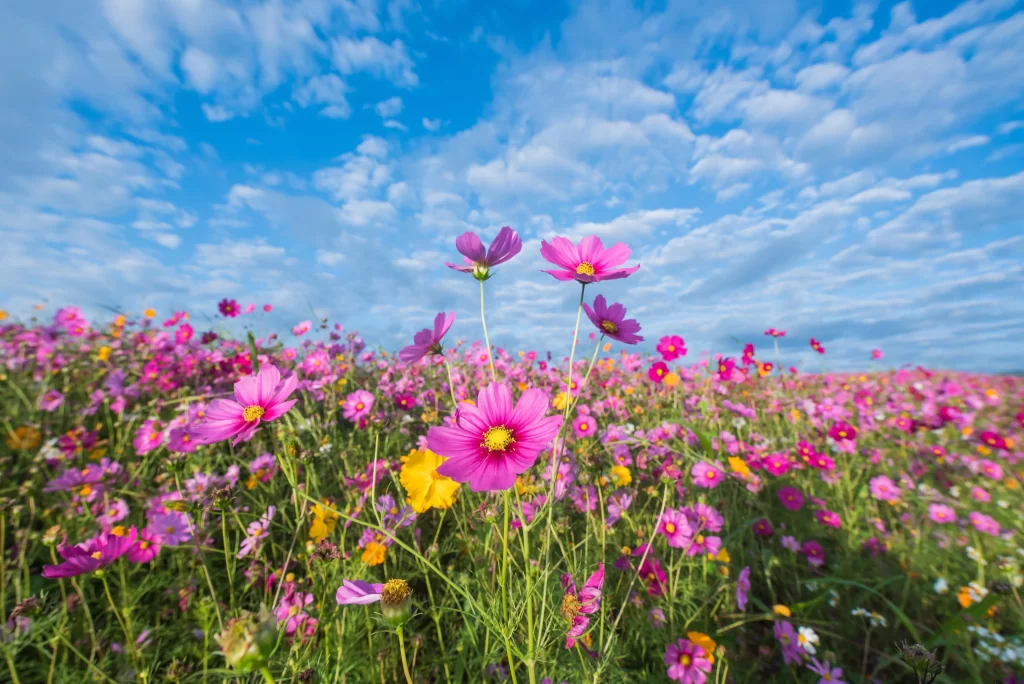 Cosmos Flower Pink Yellow Blooming Garden