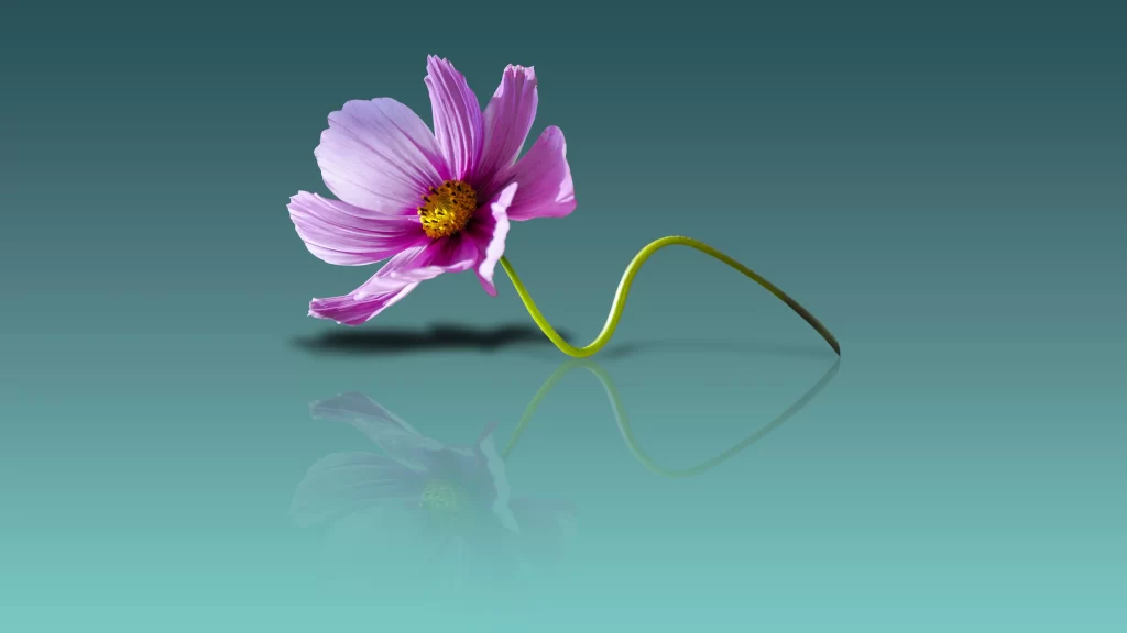 Cosmos Flower Pink Yellow Center Petals