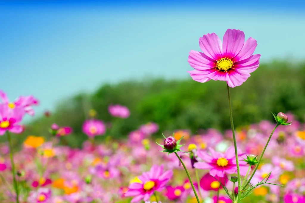 Cosmos Flower Pink Yellow Daisy Petals Blooming gray Garden