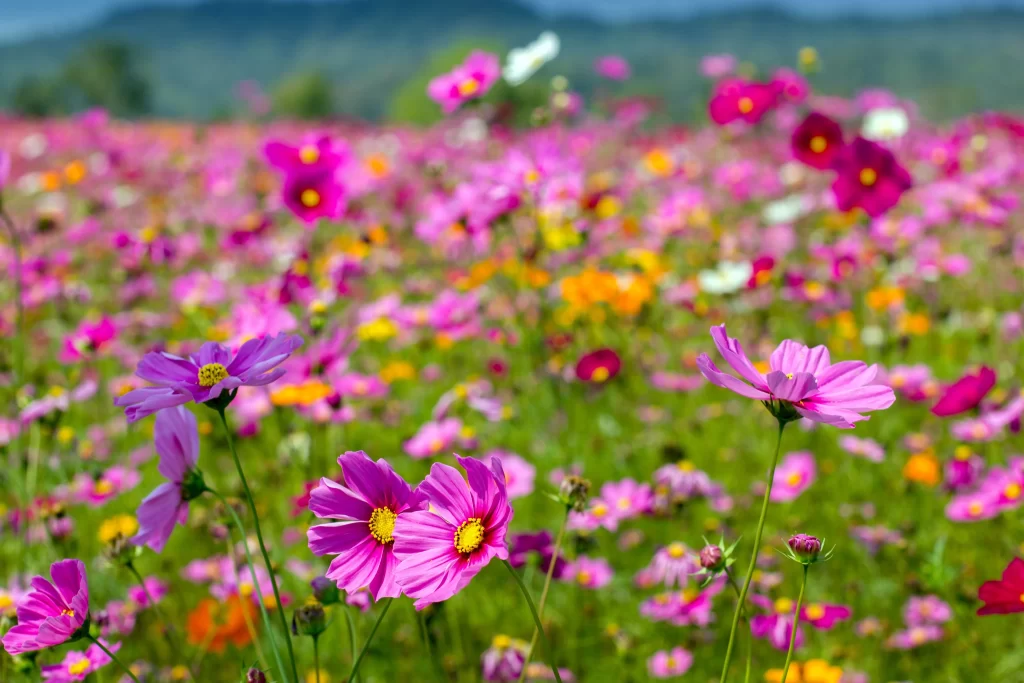 Cosmos Flower Pink Yellow Daisy Petals Blooming gray Garden
