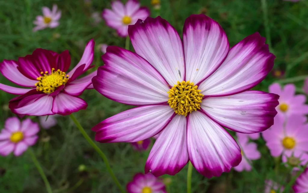 Cosmos Flower Purple White Yellow Center Petals