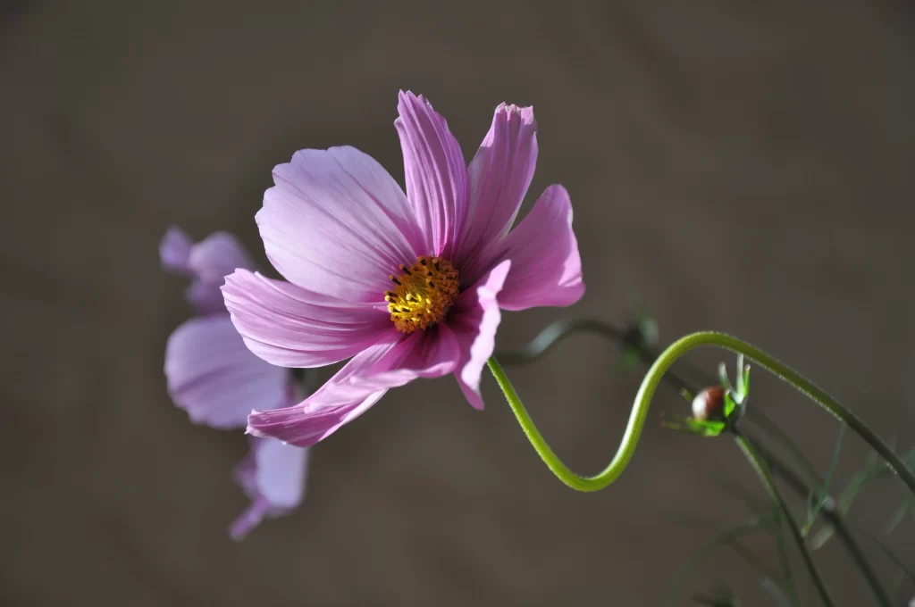 Cosmos Flower Purple Yellow Center Petals Blooming