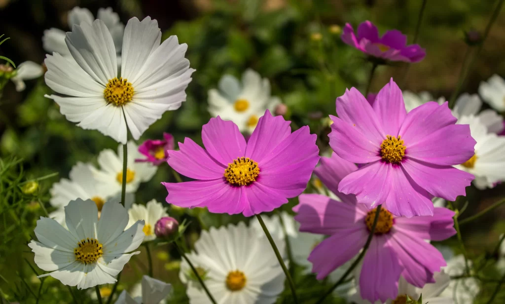 Cosmos Flower White Pink Yellow Center Petals
