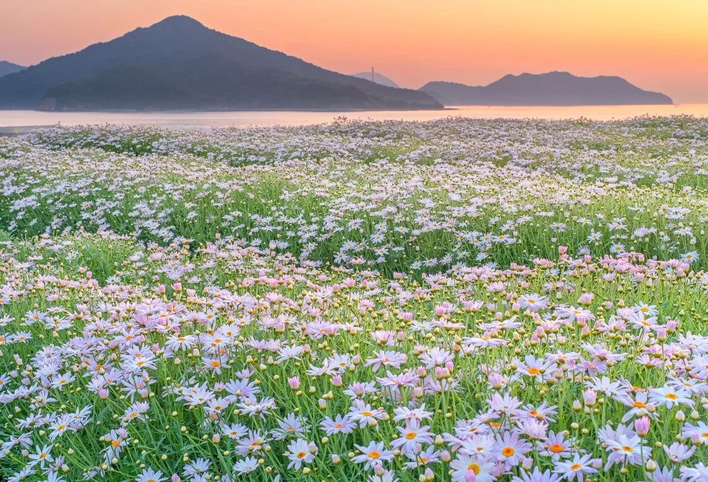 Cosmos Flower White Yellow Blooming Field