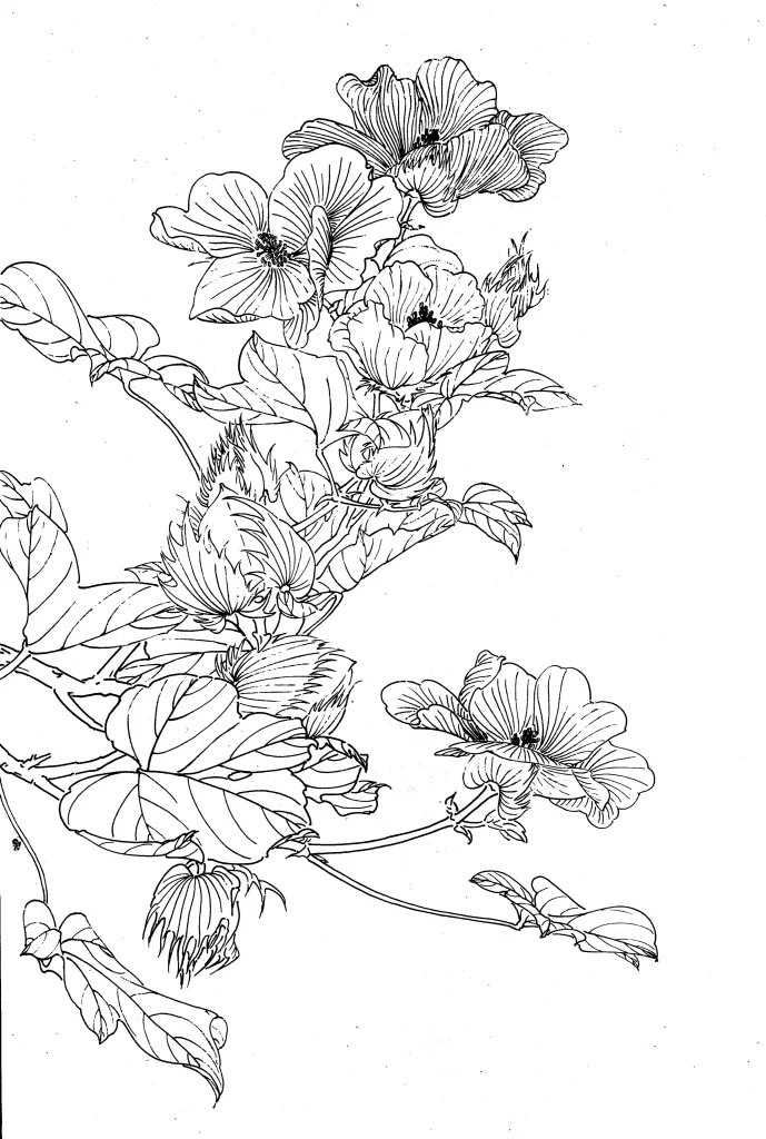 Cotton Chinese Line Drawing Botanical Art