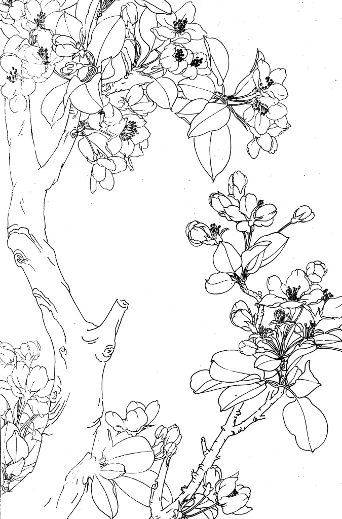 Crabapple Chinese Line Drawing Botanical Art