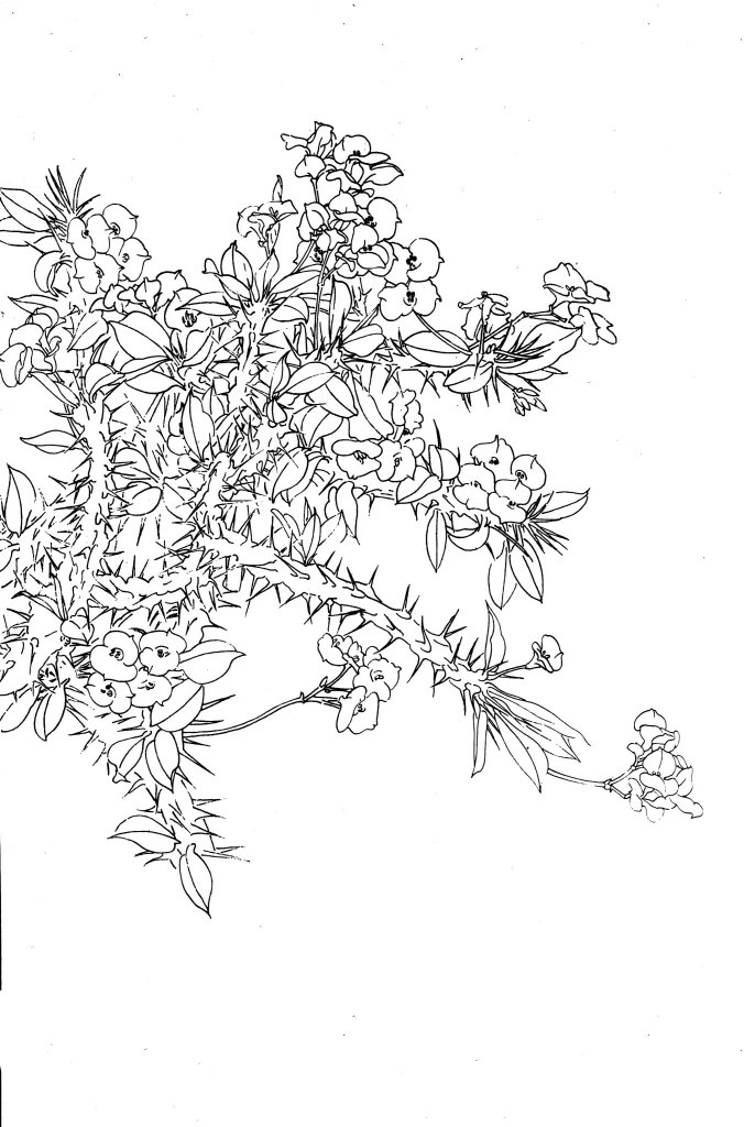Crown of Thorns Chinese Line Drawing Botanical Art