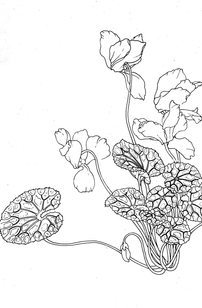 Cyclamen Chinese Line Drawing Botanical Art