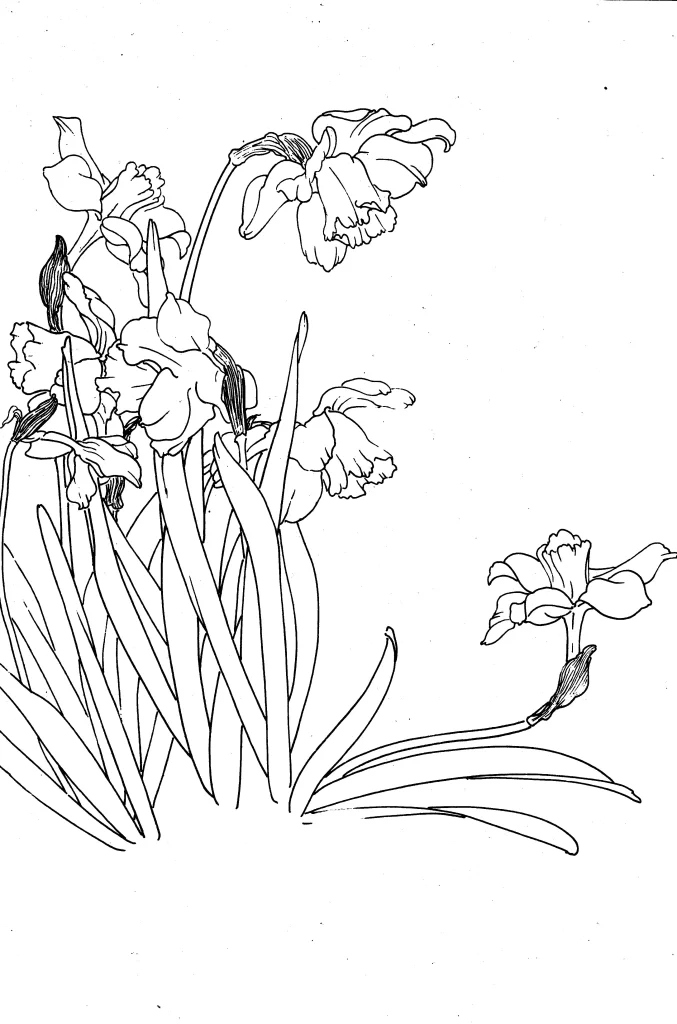 Daffodil Chinese Line Drawing Botanical Art